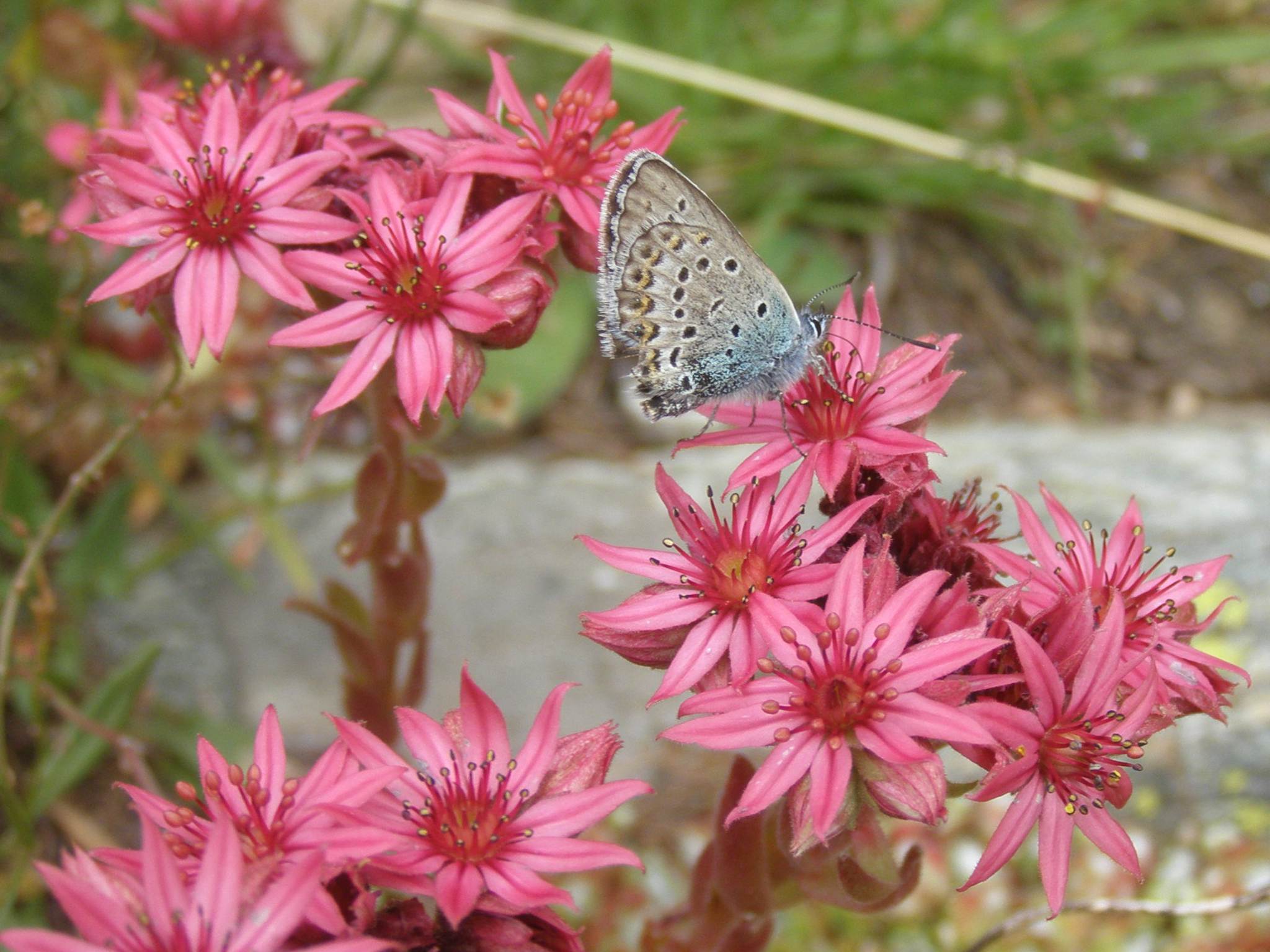 Sempervivum arachnoideum